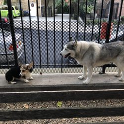 Jackson Heights Canine Recreation Wonderland - Little baby snoopy and big husky snow.