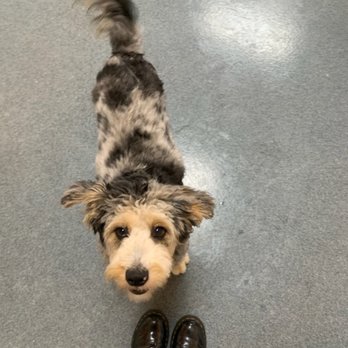 Creature Comforts Pet Resort - Roxy, hoping it's time for her Frozen Kong treat! - Pet Boarding Near Me - Tonawanda, New York Creature Comforts Pet Resort - Roxy, hoping it's time for her Frozen Kong treat! - Pet Boarding Near Me - Tonawanda, New York