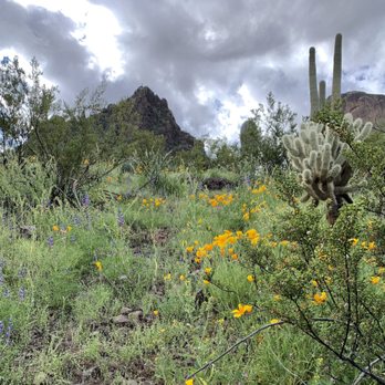 Picacho Peak State Park - Parks Near Me