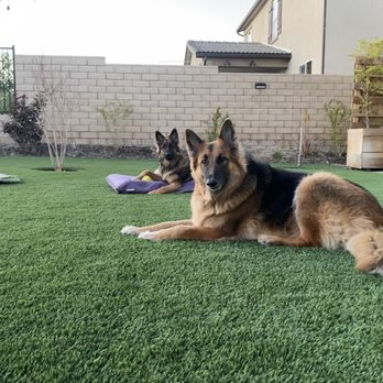 Lawn Kings - Already making themselves at home in their new yard! This stuff stands up to these 100lb beauties - Landscaping Near Me - Valencia, California
