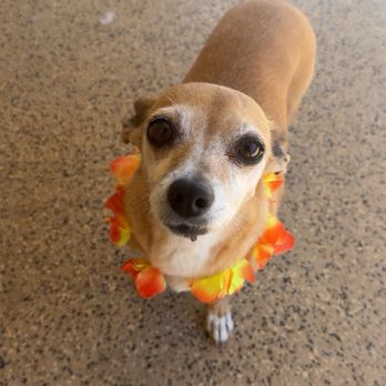 Luna's Paw Spa - Pet Groomers Near Me - Phoenix, Arizona Luna's Paw Spa - Pet Groomers Near Me - Phoenix, Arizona