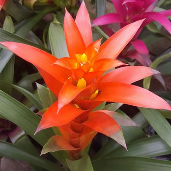 Big Greenhouse - They had so many of these, I may have to go back and get one! - Nurseries & Gardening Near Me - Greensboro, North Carolina Big Greenhouse - They had so many of these, I may have to go back and get one! - Nurseries & Gardening Near Me - Greensboro, North Carolina