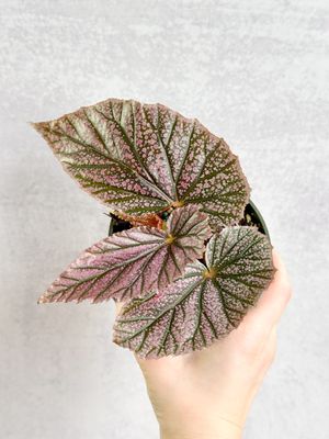 Ed's Plant Shop by null