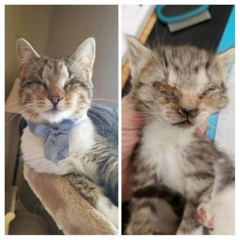 Healing Animal Scars - Helene - Animal Shelters Near Me Healing Animal Scars - Helene - Animal Shelters Near Me