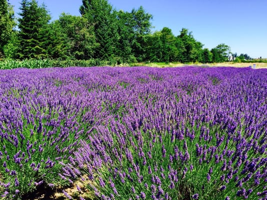 Sequim Lavender Festival by null