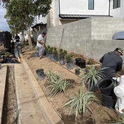 Primary Landscape - Planting