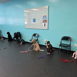South Bay Dog Training