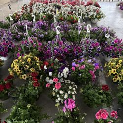Jigg's Market - Hanging baskets