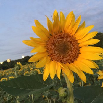 Dorothea Dix Park - Sunflower field! - Parks Near Me - Raleigh, North Carolina