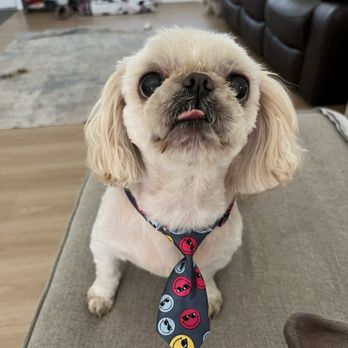 Pink Poodle - He's a Shih Tzu ... doesn't look like one. - Pet Groomers Near Me - Dunnellon, Florida