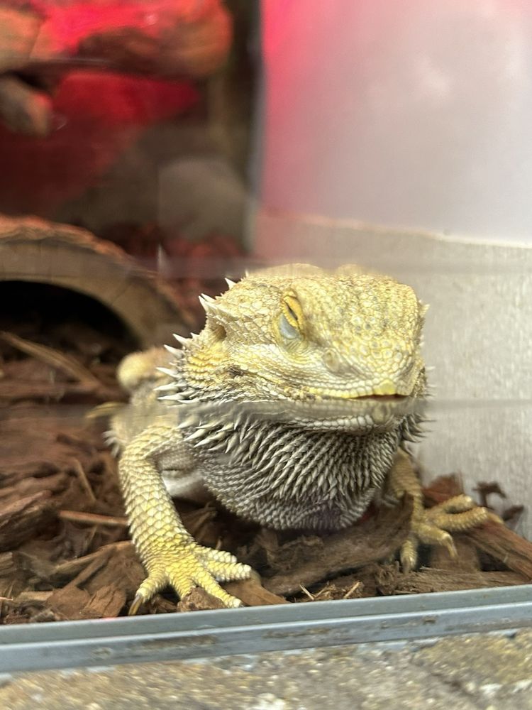 Prehistoric Pets - reptile breeding in Fountain Valley, CA