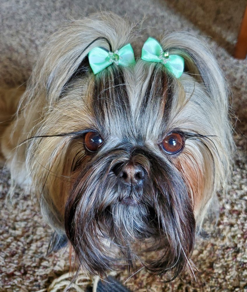 DOGGY DREAM GROOMERS Updated April 2024 72 Photos & 16 Reviews