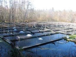 Nisqually Trout Farm's Logo