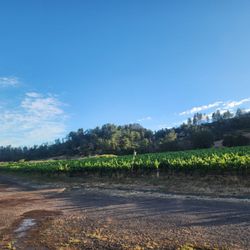 Frey Vineyards - Beautiful vineyards