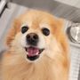 Ugly Dog Boarding Daycare & Training