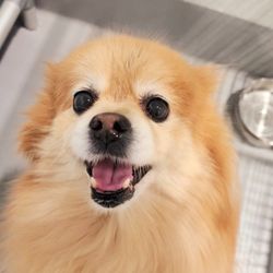 Ugly Dog Boarding Daycare & Training - Dog Boarding - Overnight Stay