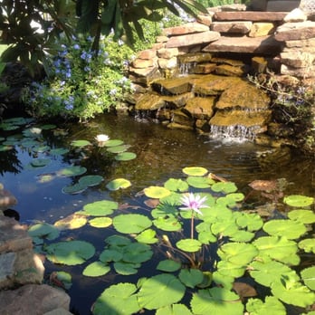 Water Garden Gems - Nurseries & Gardening Near Me - Marion, Texas Water Garden Gems - Nurseries & Gardening Near Me - Marion, Texas