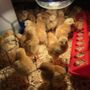 Photo of Freedom Ranger Hatchery