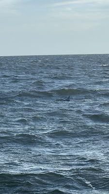 Kitty Hawk Kites by null