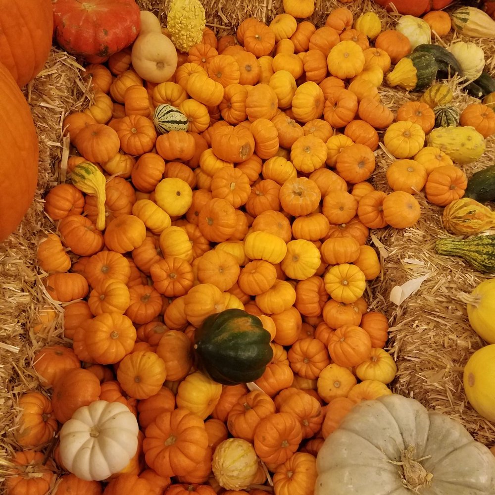 Planet Pumpkin - Pumpkin Patches Near Me - Fresno, California Planet Pumpkin - Pumpkin Patches Near Me - Fresno, California