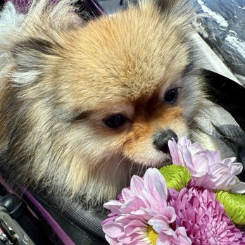 Sweet Maple - Angel Sweet Maple! They had a water bowl for her. - New American Near Me - Walnut Creek, California Sweet Maple - Angel Sweet Maple! They had a water bowl for her. - New American Near Me - Walnut Creek, California