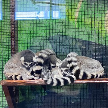 San Antonio Aquarium - Lemur - Aquariums Near Me - Leon Valley, Texas San Antonio Aquarium - Lemur - Aquariums Near Me - Leon Valley, Texas
