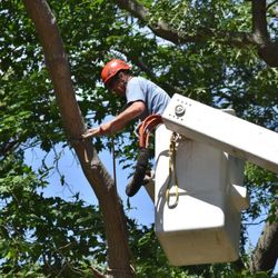 Northern Essex Tree Service