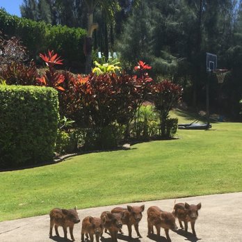 Aloha Ainascape - Our new friends love it! - Landscaping Near Me