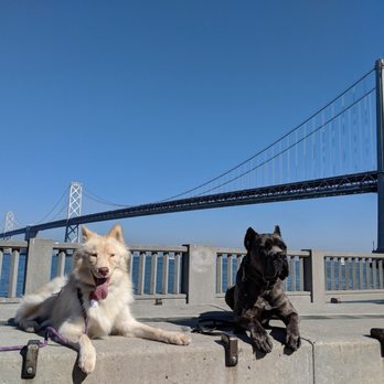 Refined K9 Dog Training - Marco (right) giving Kumo some 'down+stay' pointers. - Pet Training Near Me Refined K9 Dog Training - Marco (right) giving Kumo some 'down+stay' pointers. - Pet Training Near Me