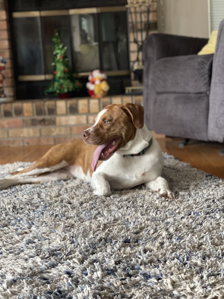 THE PUP SOCIAL Updated September 2024 27 Photos Valrico, Florida