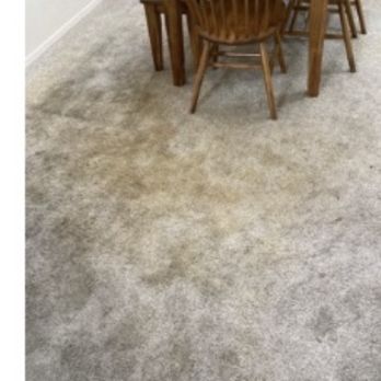 Steamy Concepts - Ewww...dog problems... - Carpet Cleaning Near Me - Tucson, Arizona