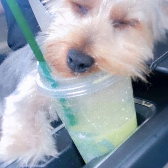 Ohana Pooch - Spa day with Aunt Jenny and Starbucks = one relaxed pup :) - Pet Groomers Near Me - Aiea, Hawaii