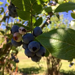 Blueberry Acres