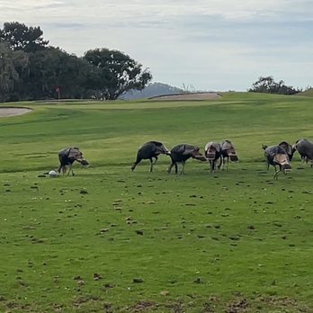 Laguna Seca Golf Ranch - Par 3 #2 with Wild Turkeys in the way. - Golf Near Me - Monterey, California