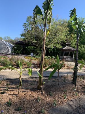 Botanica, The Wichita Gardens by null