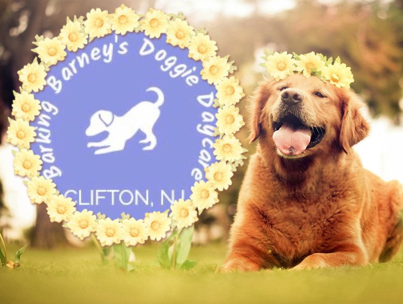 BARKING BARNEY’S DOGGIE DAYCARE Updated July 2024 13 Photos 657 Lexington Ave, Clifton