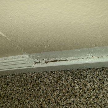Amber Ridge Apartments - Termite droppings in closet (noticed them while moving out) - Apartments Near Me - La Verne, California