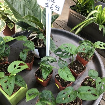 Encinal Nursery - Nurseries & Gardening Near Me - Alameda, California