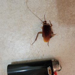 Beach Front Rentals & Sales - HUGE cockroaches!!!
