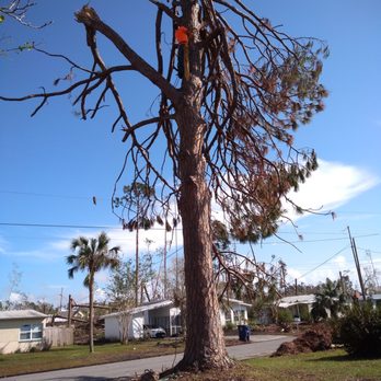 T & D Professional Tree Removal - Tree Services Near Me - Saucier, Mississippi T & D Professional Tree Removal - Tree Services Near Me - Saucier, Mississippi