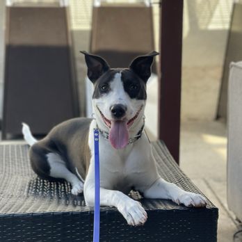 Rosewood K-9 - Pet Training Near Me Rosewood K-9 - Pet Training Near Me