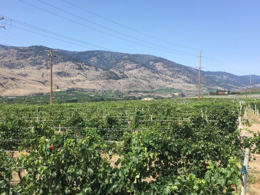 Black Hills Estate Winery by null