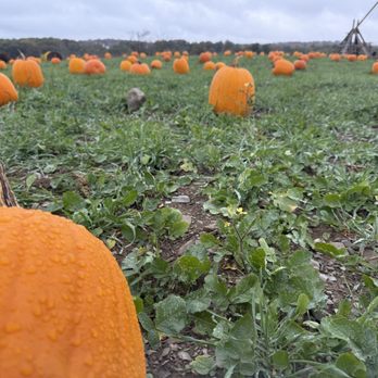 Lentini Farms - Pumpkin Patches Near Me - Newton, New Jersey Lentini Farms - Pumpkin Patches Near Me - Newton, New Jersey
