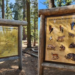 Sierra National Forest - 2025 Jun 3: Mariposa Grove