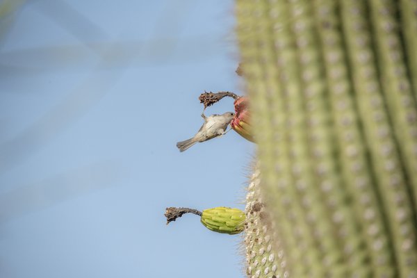 Photo of Gates Pass - Tucson, AZ, US.