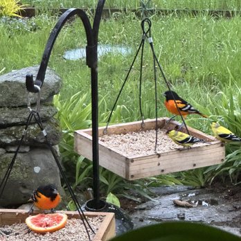 Vermont Facial Aesthetics - Patients enjoy the view of the birdfeeders during treatment. Now we can't guarantee you will see Orioles, but he will see fun birds. - Medical Spas Near Me - Reading, Vermont Vermont Facial Aesthetics - Patients enjoy the view of the birdfeeders during treatment. Now we can't guarantee you will see Orioles, but he will see fun birds. - Medical Spas Near Me - Reading, Vermont
