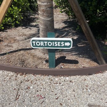 Cabbage Key - Lots of burrows, one for each tortoise. - Coffee & Tea Near Me - Pineland, Florida