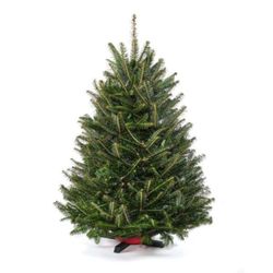 Boyd's Christmas Trees