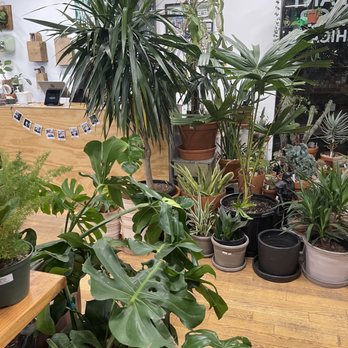 Plant Shop Chicago - Nurseries & Gardening Near Me - Chicago, Illinois Plant Shop Chicago - Nurseries & Gardening Near Me - Chicago, Illinois