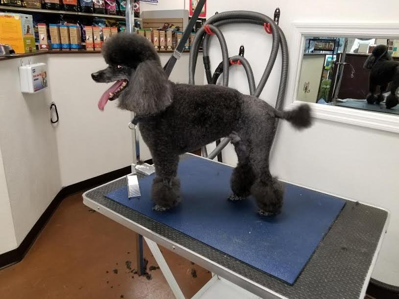 THE RETREAT AT 5119 GROVETOWN BOARDING AND GROOMING Updated October